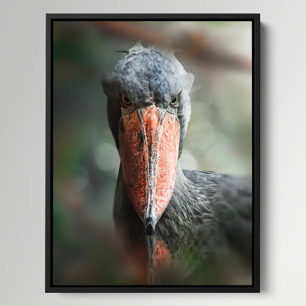 Shoebill