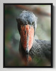 Shoebill