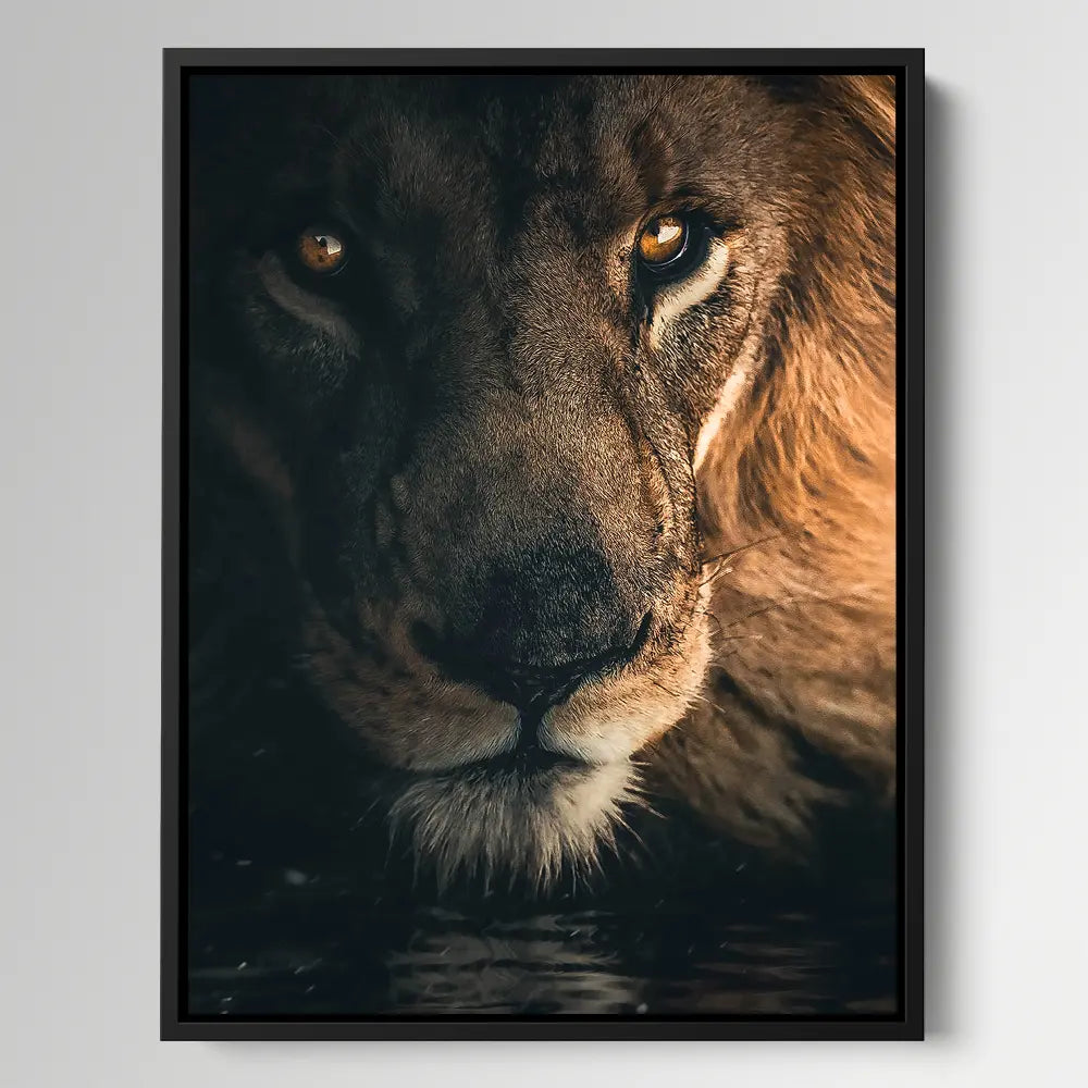 Stare Lion