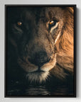 Stare Lion