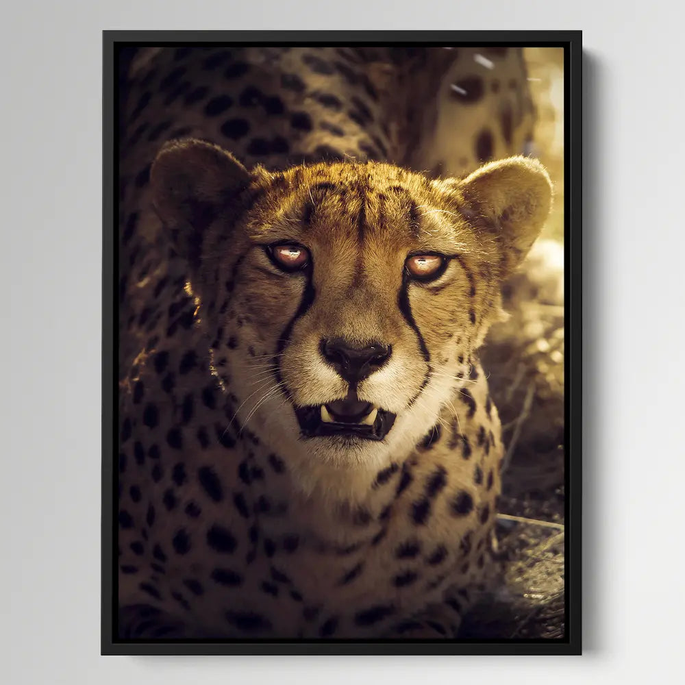 Sunset Cheetah