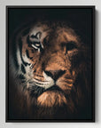 Tiger Lion