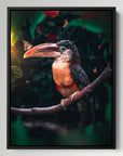 Toucan Butterfly