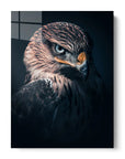 Hawk Vision