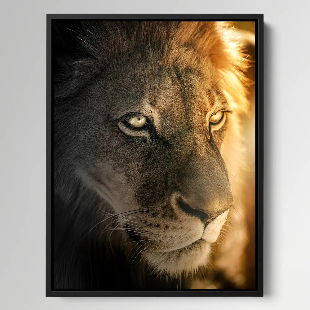 Golden Hour Lion