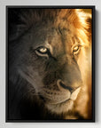 Golden Hour Lion