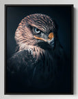Hawk Vision
