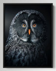 Owl At Night