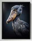 Shoebill Night